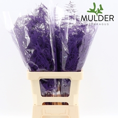Asparagus Setaceus Painted Purple 65cm