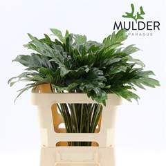 Philodendron Xanadu 50cm 15cm Hd