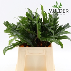 Philodendron Xanadu 40cm 15cm Hd
