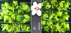 Cymbidium Hms. Verona 80cm