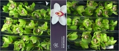 Cymbidium Mrs. Robin Hood 80cm