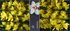 Cymbidium Yellow Cab 80cm