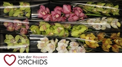Cymbidium Mix 60cm