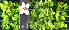Cymbidium Hms. Verona 60cm