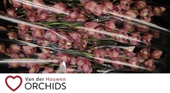 Cymbidium Jannet 80cm