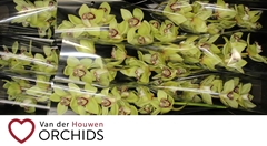 Cymbidium Saffier 60cm