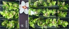 Cymbidium Mrs. Robin Hood 60cm