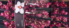 Cymbidium Pinkpop 60cm