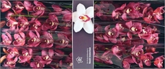 Cymbidium Red Dream 80cm