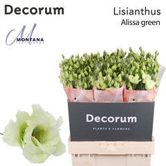 Eustoma Double Alissa Green 70cm