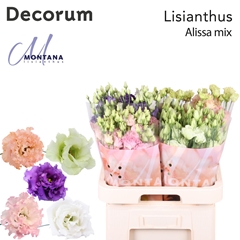 Eustoma Double Alissa Mix 70cm