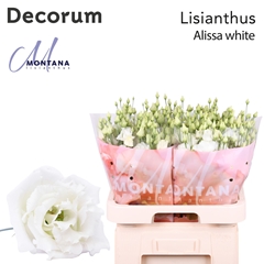 Eustoma Double Alissa White 70cm