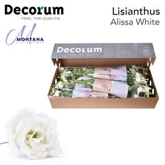 Eustoma Double Alissa White 70cm