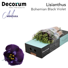 Eustoma Single Bohemian Black Violet 70cm