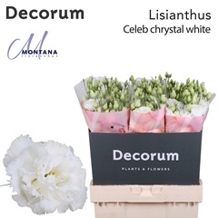 Eustoma Double Celeb Chrystal 70cm