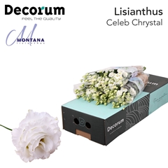 Eustoma Double Celeb Chrystal 70cm