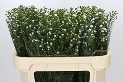 Aster Paquita 70cm 30gr.