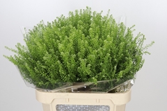 Lepidium Virginicum Green Dragon 80cm 30gr.
