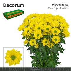 Chrysanth Spray Copa 70cm 95gr.