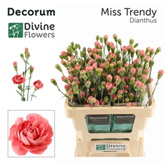 Dianthus Spray Miss Trendy 60cm