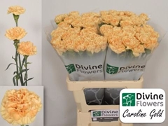 Dianthus Single Caroline Gold 60cm