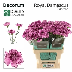 Dianthus Single Royal Damascus 60cm