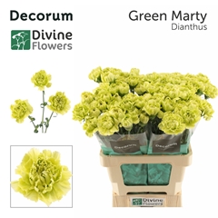 Dianthus Single Marty Dark Green 60cm