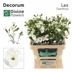 Dianthus Single Spray Solomio Lex 60cm