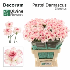 Dianthus Single Pastel Damascus 60cm