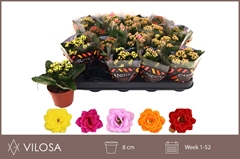 Kalanchoe Double Mix 8Ø 15cm