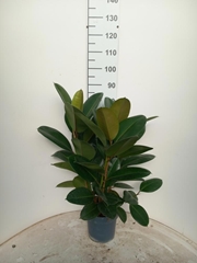 Ficus Robusta 21Ø 80cm