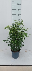 Ficus Benjamina Anastasia 17Ø 70cm