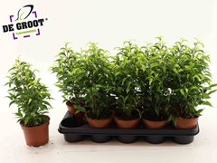 Ficus Benjamina Natasja 12Ø 35cm