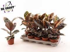 Ficus Belize 12Ø 40cm