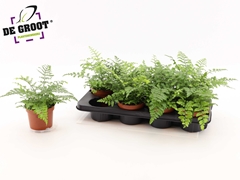 Asplenium Parvati 12Ø 25cm
