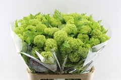Viburnum Opulus Roseum 60cm 4-hd