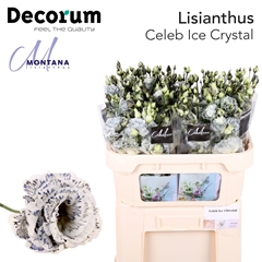 Eustoma Double Painted Celeb Ice Chrystal 70cm