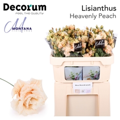 Eustoma Double Painted Heavenly Peach 70cm