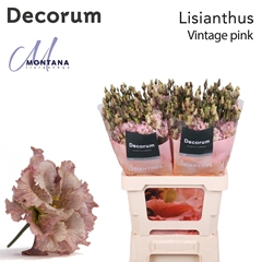 Eustoma Double Painted Vintage Pink 70cm