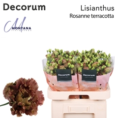 Eustoma Double Rosanne Light Terracotta 70cm