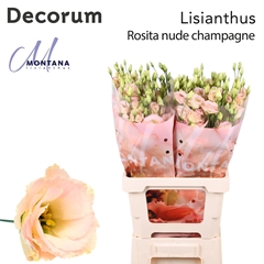 Eustoma Double Rosita Champagne 70cm