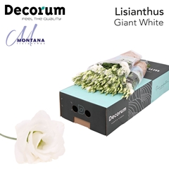 Eustoma Double Arena Giant White 70cm
