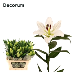 Lily Oriental Tisento 75cm 1+