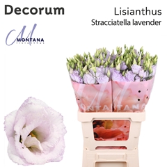 Eustoma Double Stracciatella Lavender 70cm