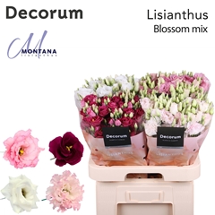 Eustoma Double Mix 70cm