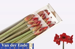 Hippeastrum Mini Rapido 75cm
