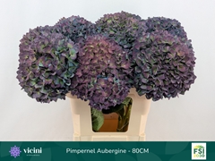 Hydrangea Pimpernel Classic 80cm 21-23cm Hd