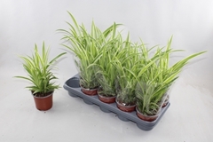 Chlorophytum Comosum 12Ø 35cm