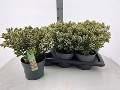 Hebe Katrina 17Ø 35cm