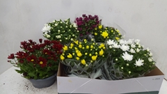 Chrysanth Mix 6 Mix 23Ø 27cm